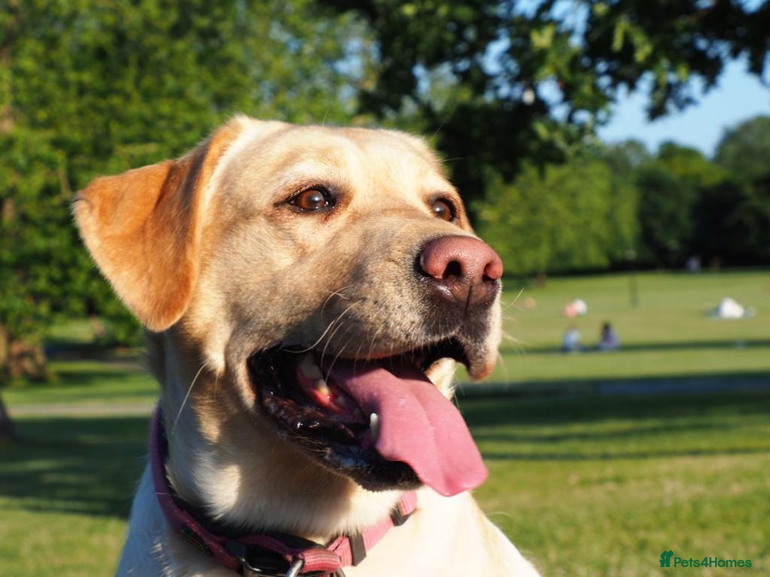 Labrador Retriever dogs for sale: Labrador bitch  - Image 7