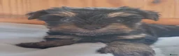Yorkshire Terrier dogs for sale: Beautiful Yorkshire Terrier Puppies  in Spalding - Advert 2