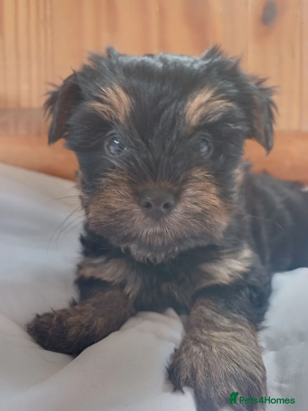 Yorkshire Terrier dogs for sale: Beautiful Yorkshire Terrier Puppies  in Spalding - Advert 2