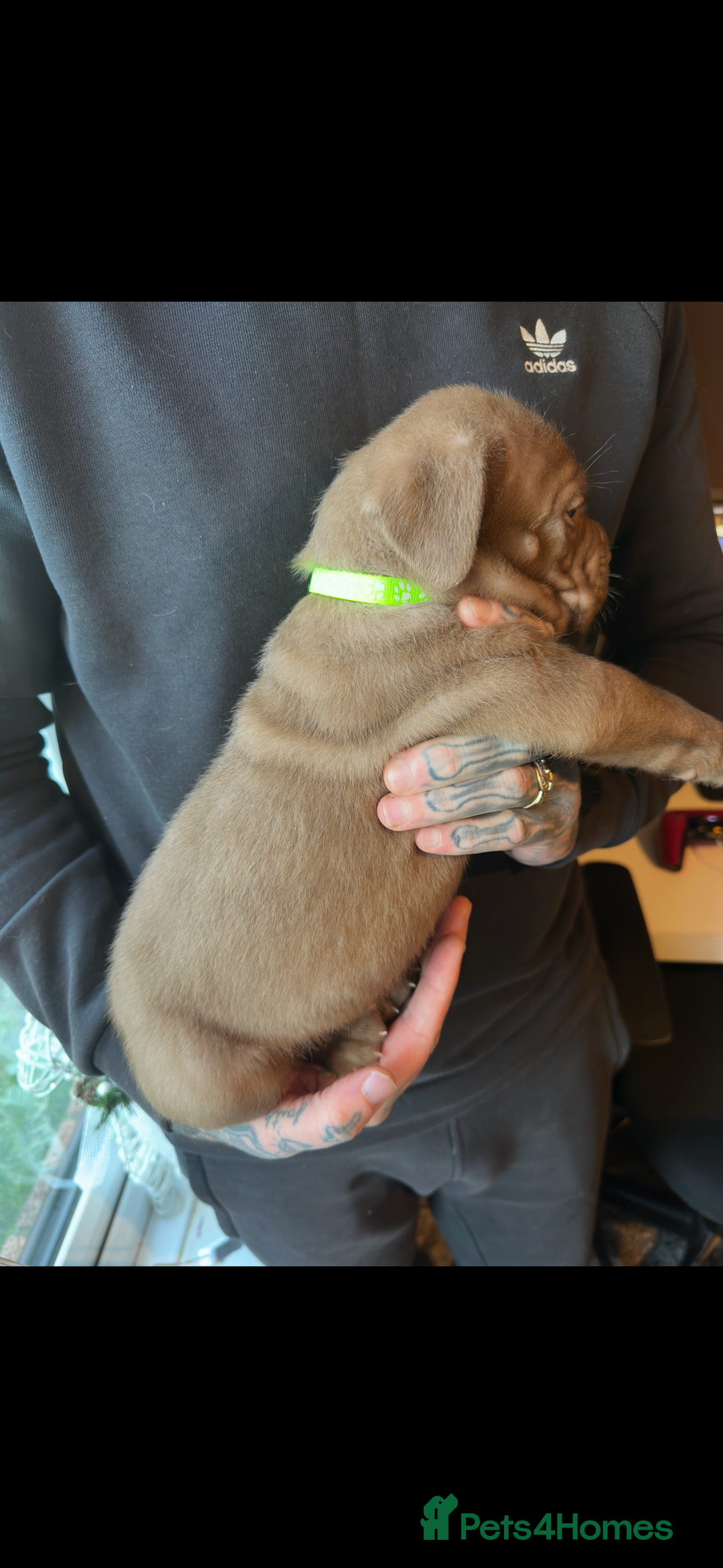 Mixed Breed dogs for sale: Presa X Neo puppies - Advert 15