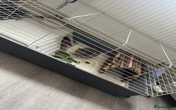 Guinea Pig rodents for sale: 2 Boy guinea pigs - Image 3