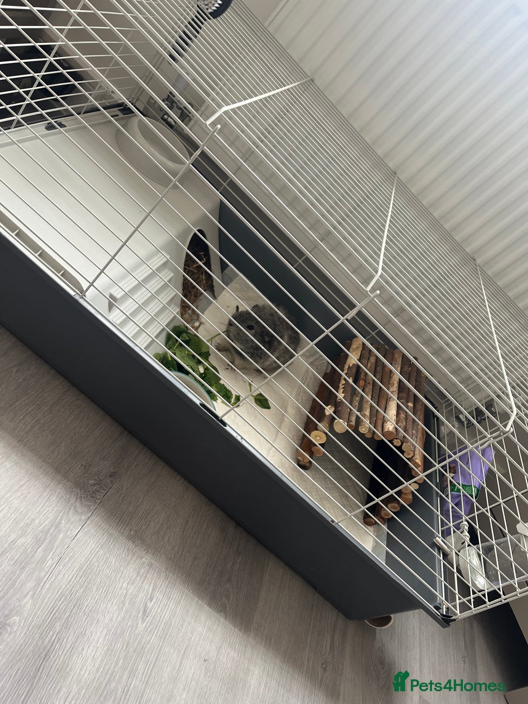 Guinea Pig rodents for sale: 2 Boy guinea pigs - Image 3