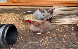 Mixed Breed rabbits for sale: mixed breed baby bunnies  - Image 13
