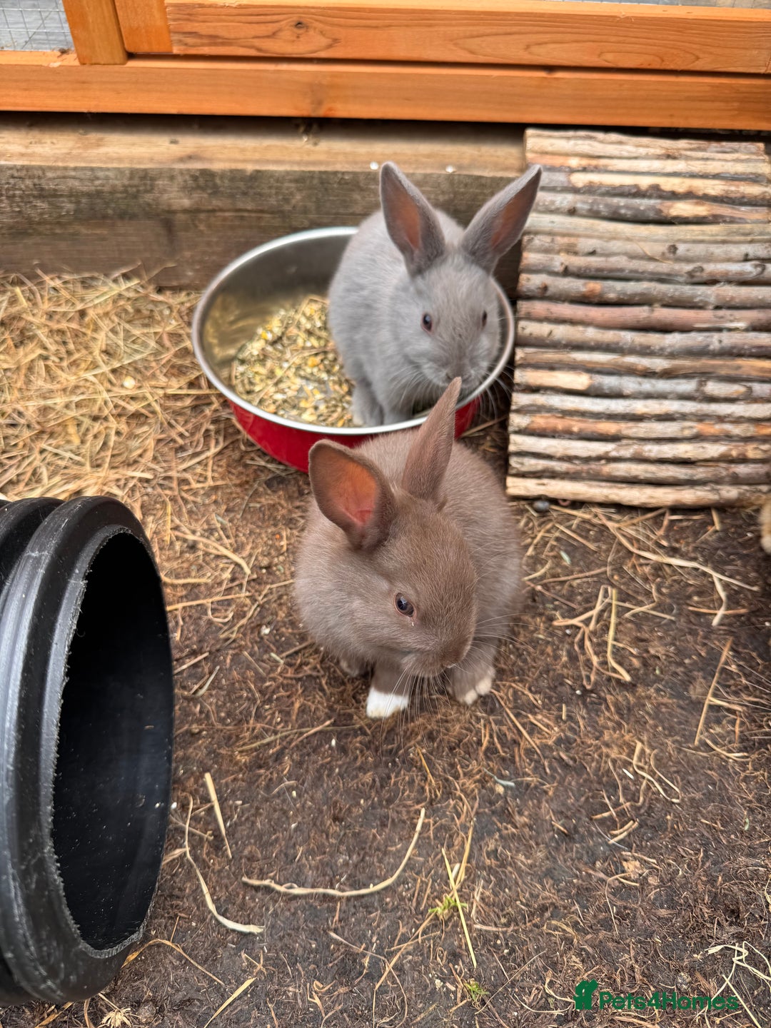 Mixed Breed rabbits for sale: mixed breed baby bunnies  - Image 13
