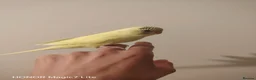 Budgerigars birds for sale: Baby budgies for sale  - Advert 10