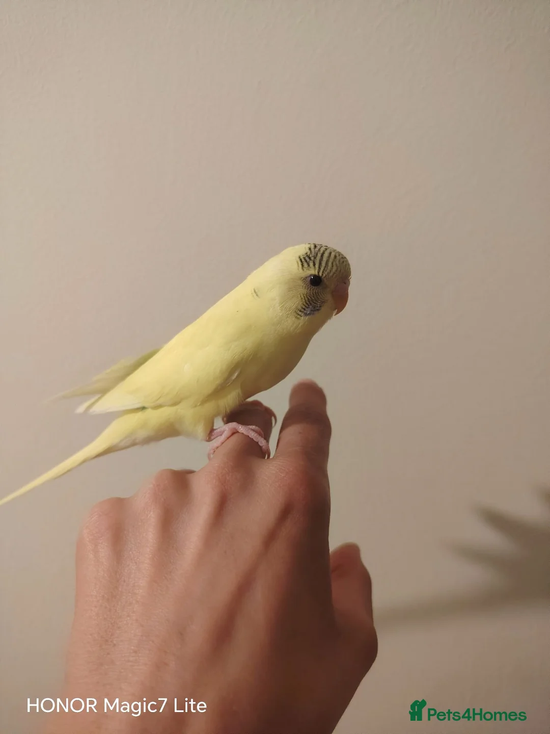 Budgerigars birds for sale: Baby budgies for sale  - Advert 10