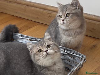 British Shorthair cats Remaining 2 TICA & GCCF British Shorthair Kittens - Advert 7