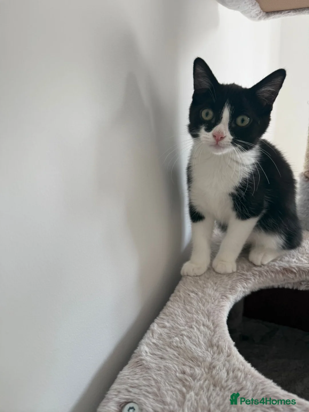 Mixed Breed cats for sale: Female kitten  - Advert 3