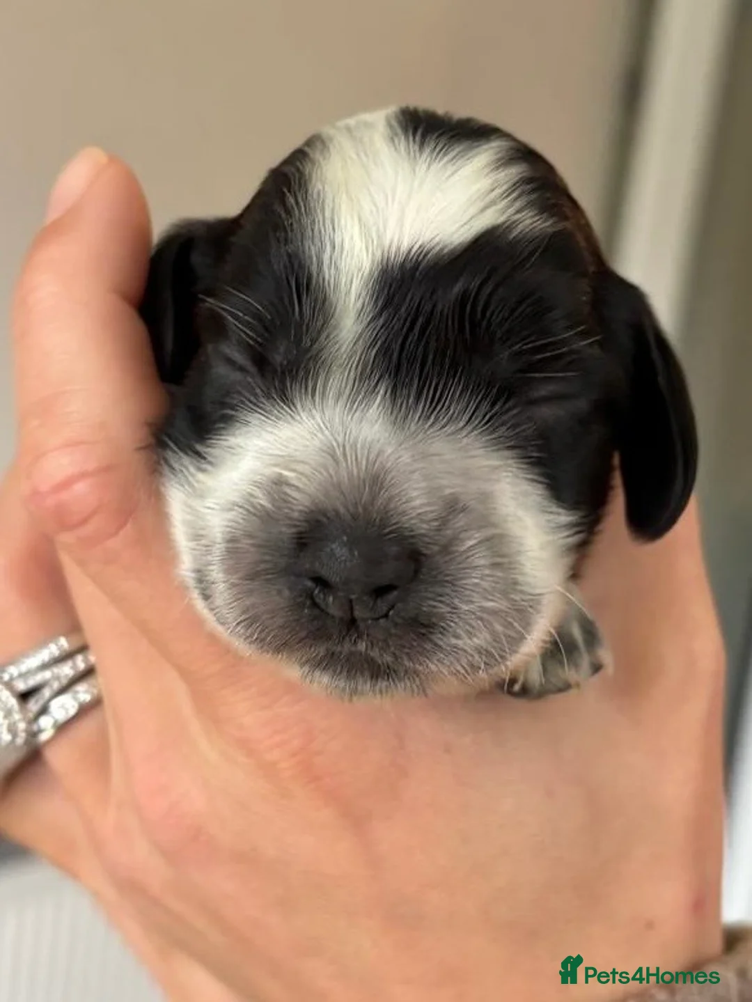 Cocker Spaniel dogs for sale: 🐾 Beautiful Show Cocker Spaniel Puppies 🐾 in Preston - Advert 2