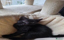 British Shorthair cats for sale: 4 beautiful kittens  - Image 4