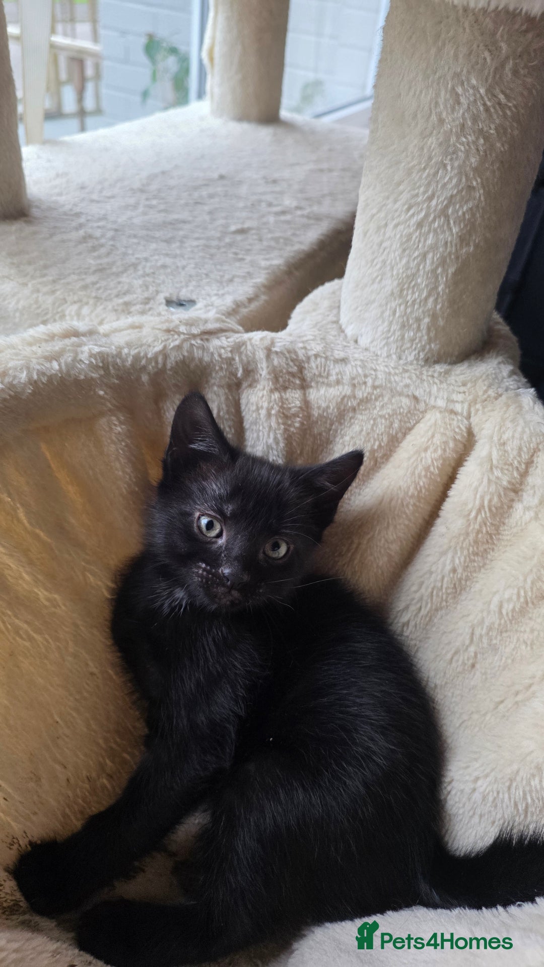 British Shorthair cats for sale: 4 beautiful kittens  - Image 4