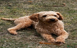 Toy Poodle dogs for stud: KC Registered Red Toy Poodle Fully DNA Tested in Radstock - Image 5
