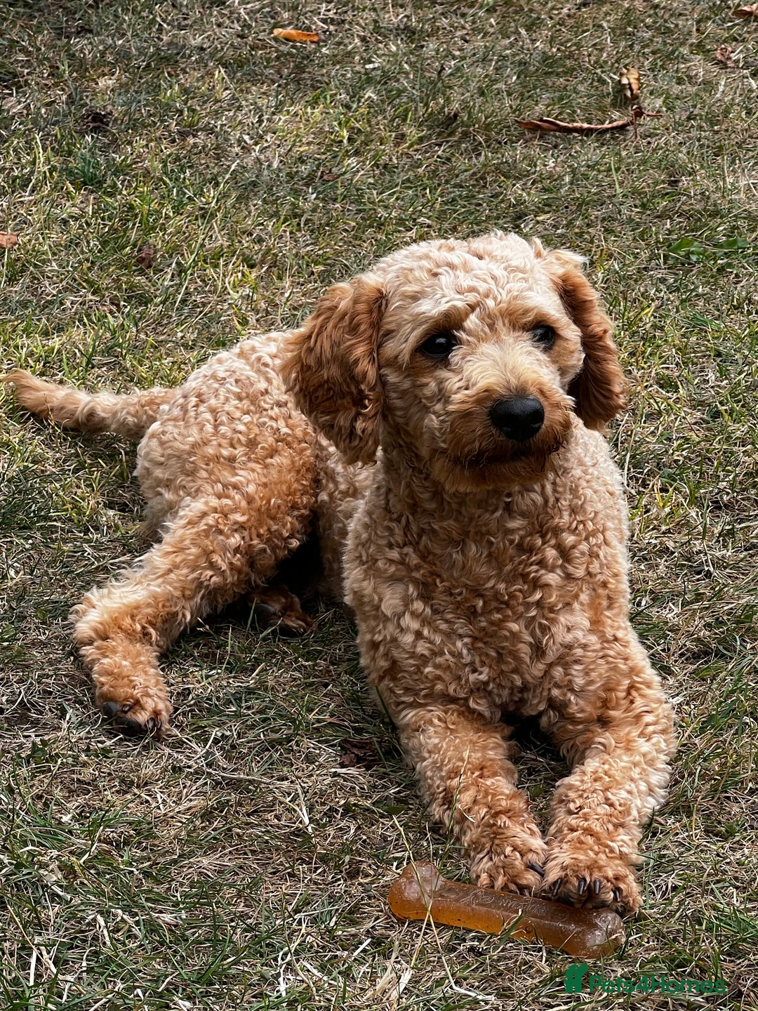 Toy Poodle dogs for stud: KC Registered Red Toy Poodle Fully DNA Tested in Radstock - Image 5