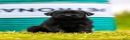 Giant Schnauzer dogs for sale: Working line Giant schnauzer puppies - Advert 17