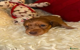 Miniature Dachshund dogs for sale: 💚🧡Stunning KC Longhaired Mini Dachshunds💚🧡 - Image 6
