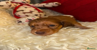 Miniature Dachshund dogs 💚🧡Stunning KC Longhaired Mini Dachshunds💚🧡 - Advert 10