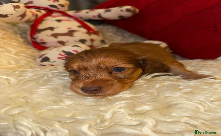 Miniature Dachshund dogs - Advert 9