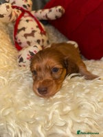 Miniature Dachshund dogs 💚🧡Stunning KC Longhaired Mini Dachshunds💚🧡 - Advert 10