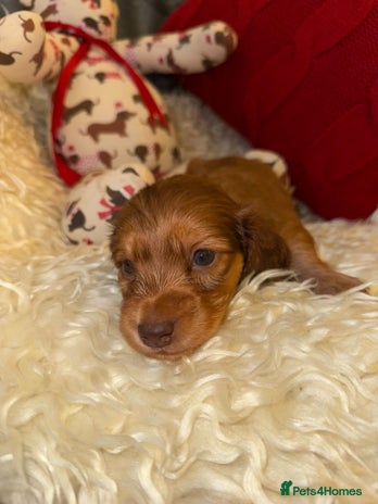 Miniature Dachshund dogs - Advert 8