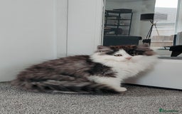 Mixed Breed cats for sale: Your best friend to be READY TO GO - Image 9