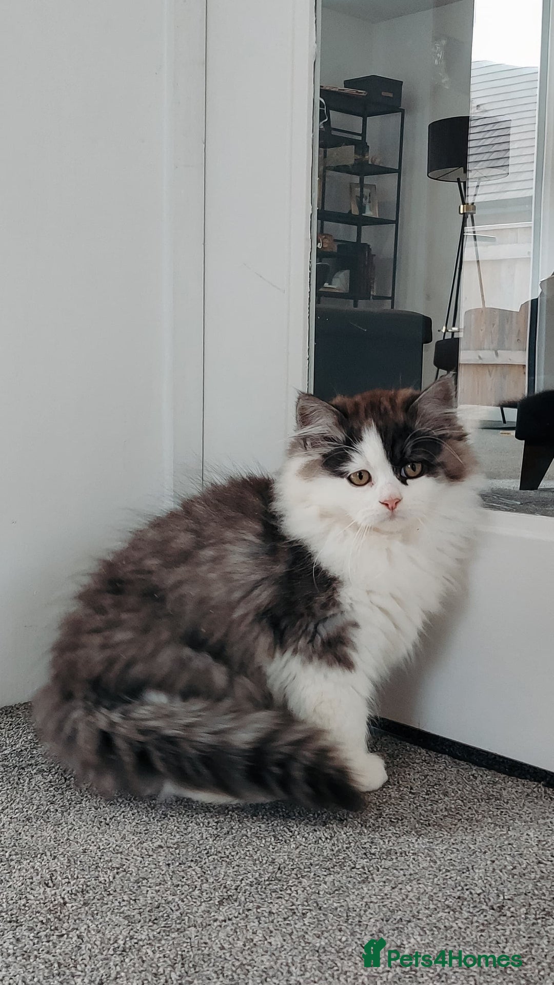 Mixed Breed cats for sale: Your best friend to be READY TO GO - Image 9