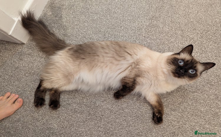 Ragdoll cats - Advert 2