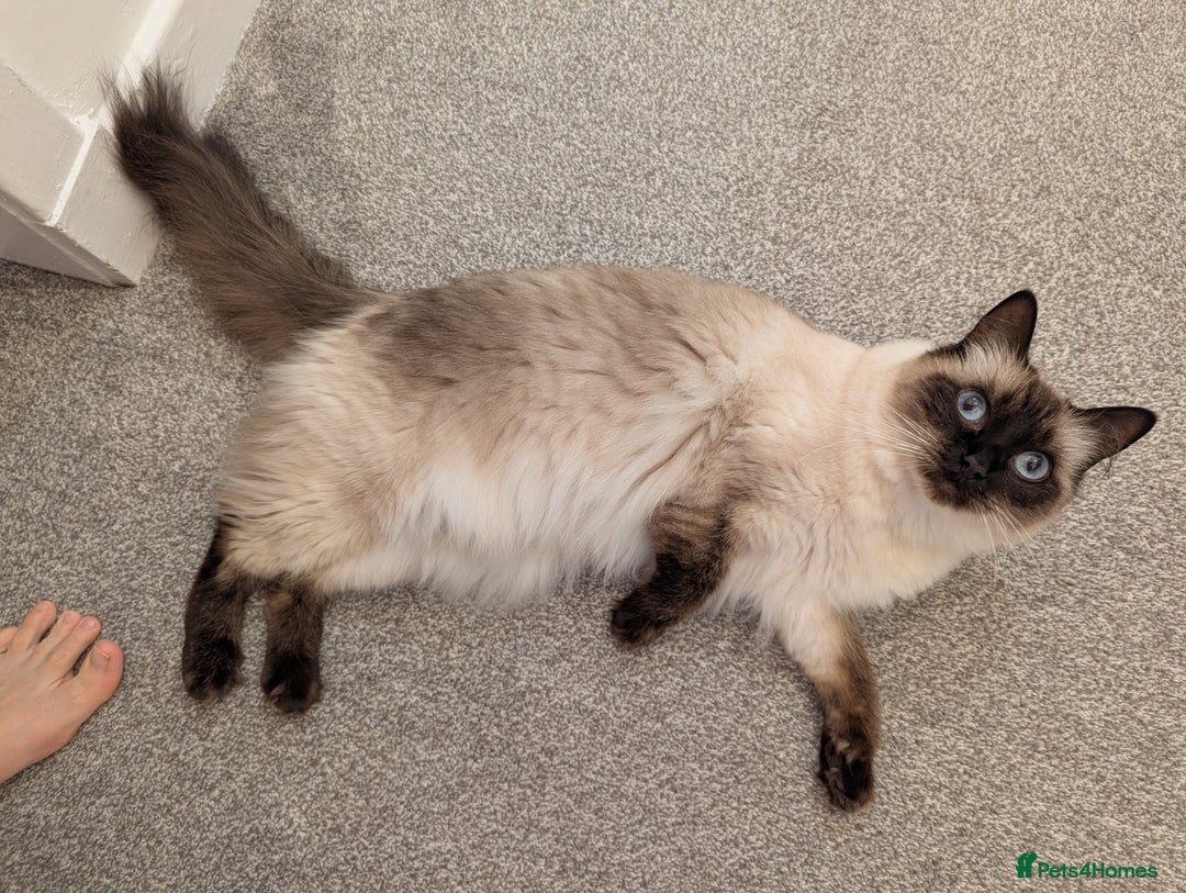 Ragdoll cats for sale: The queen  - Image 1