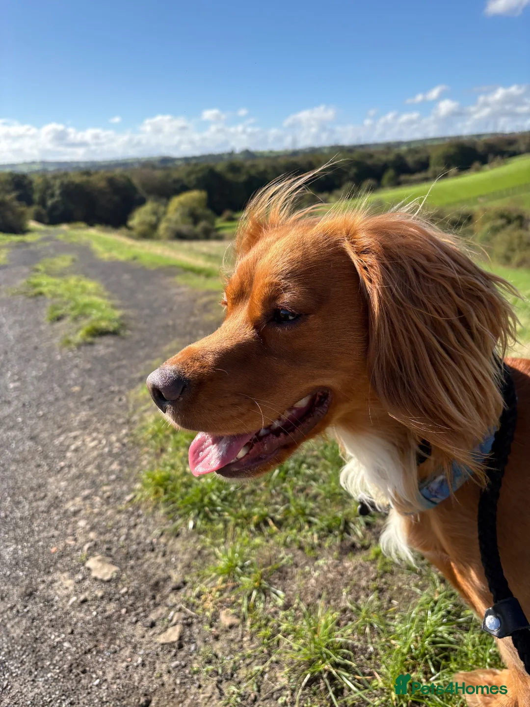 Cocker Spaniel dogs for stud: Working Cocker Spaniel for stud  - Advert 5