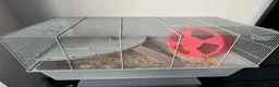 Hamster rodents for sale: Syrian Hamster with cage and accesories - Advert 5