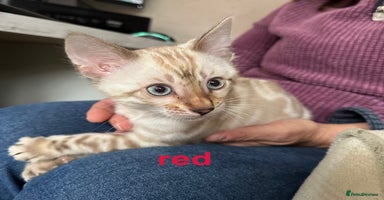 Bengal cats TICA reg Bengal Kittens - 2 male Snow Lynx - Advert 16