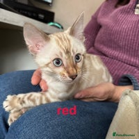 Bengal cats TICA reg Bengal Kittens - 2 male Snow Lynx - Advert 1