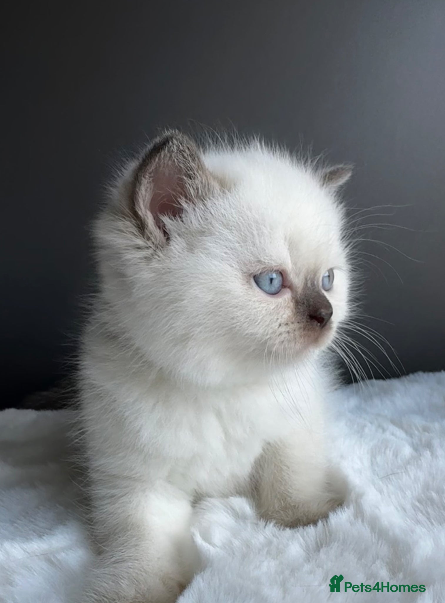 British Shorthair cats British shorthair kittens  - Advert 2