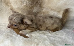 Chihuahua dogs for sale: Chihuahua long coat. Marble  - Image 27