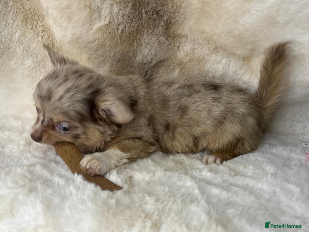Chihuahua dogs for sale: Chihuahua long coat. Marble  - Image 27