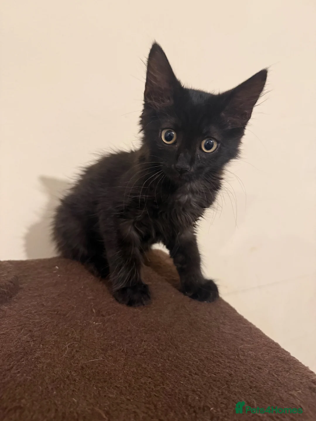 Bengal cats for sale: Mixed breed bengal kitten - Advert 4