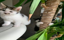 British Shorthair cats for sale: British Shorthair Kittens - Image 1