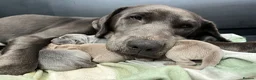 Labrador Retriever dogs for sale: Perfect health tested Silver & Charcoals  - Advert 2