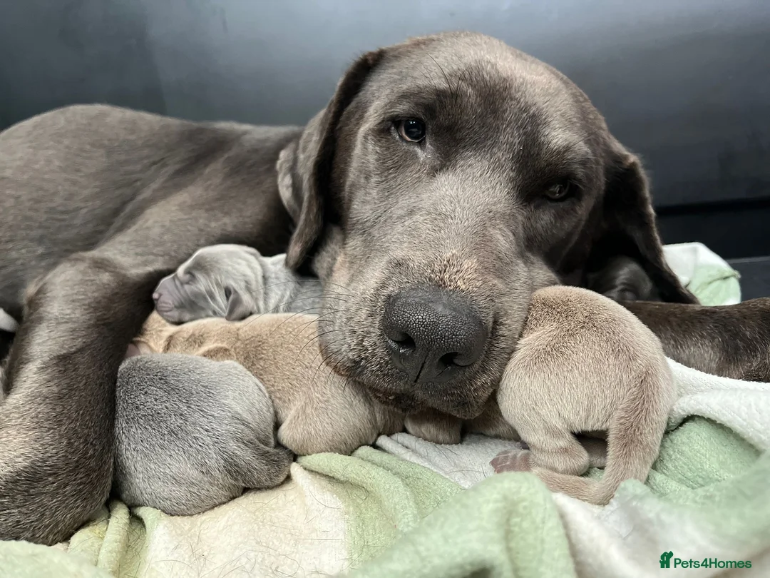 Labrador Retriever dogs for sale: Perfect health tested Silver & Charcoals  - Advert 2