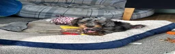 Doxiepoo dogs for sale: Stunning dachshund/poodle pups - Advert 20