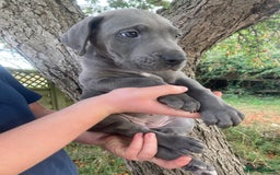 Great Dane dogs for sale: Beautiful Great Dane pups - Image 5