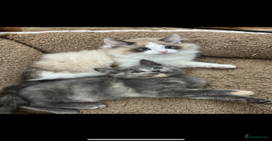 Mixed Breed cats - Advert 4