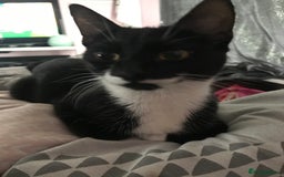 British Shorthair cats for sale: Tuxedo and black cat 🖤 - Image 2