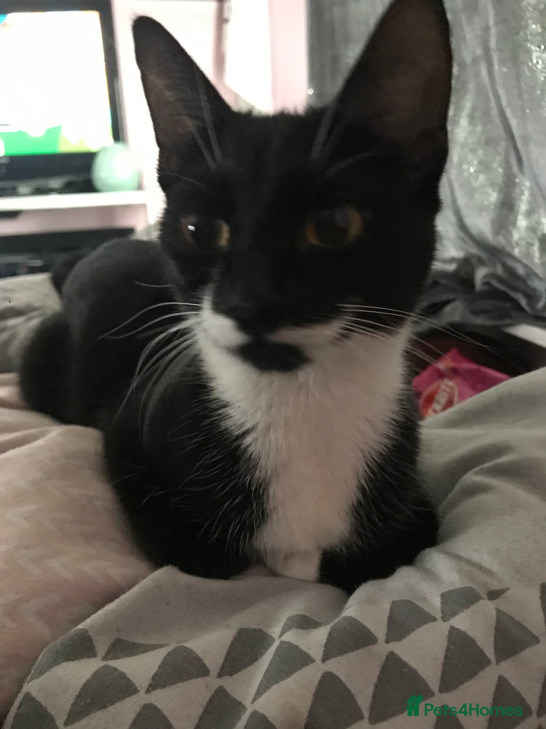 British Shorthair cats for sale: Tuxedo and black cat 🖤 - Image 2