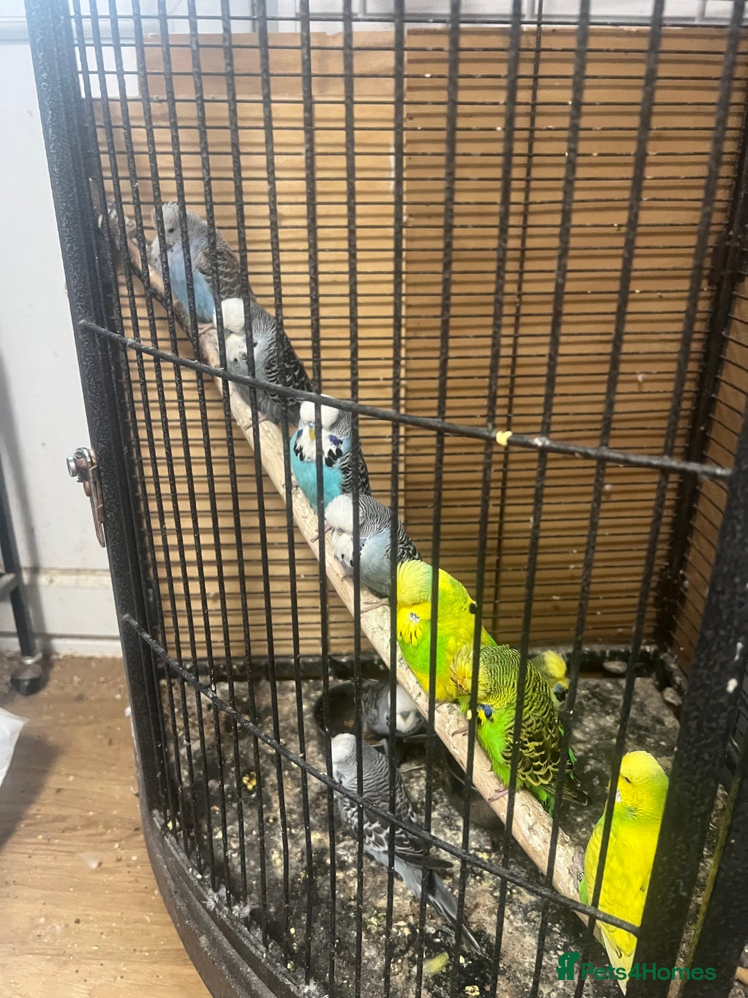 Budgerigars birds for sale: Colourful budgies - Image 3