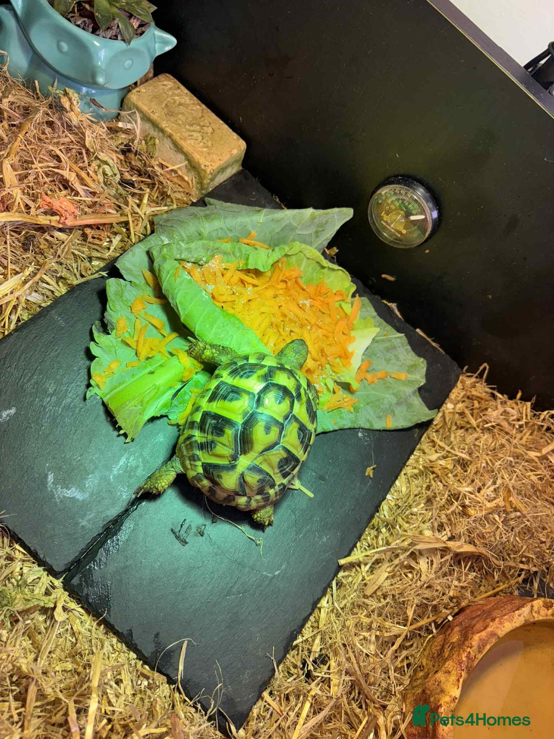 Turtle reptiles for sale: Horsefield turtle - Image 4