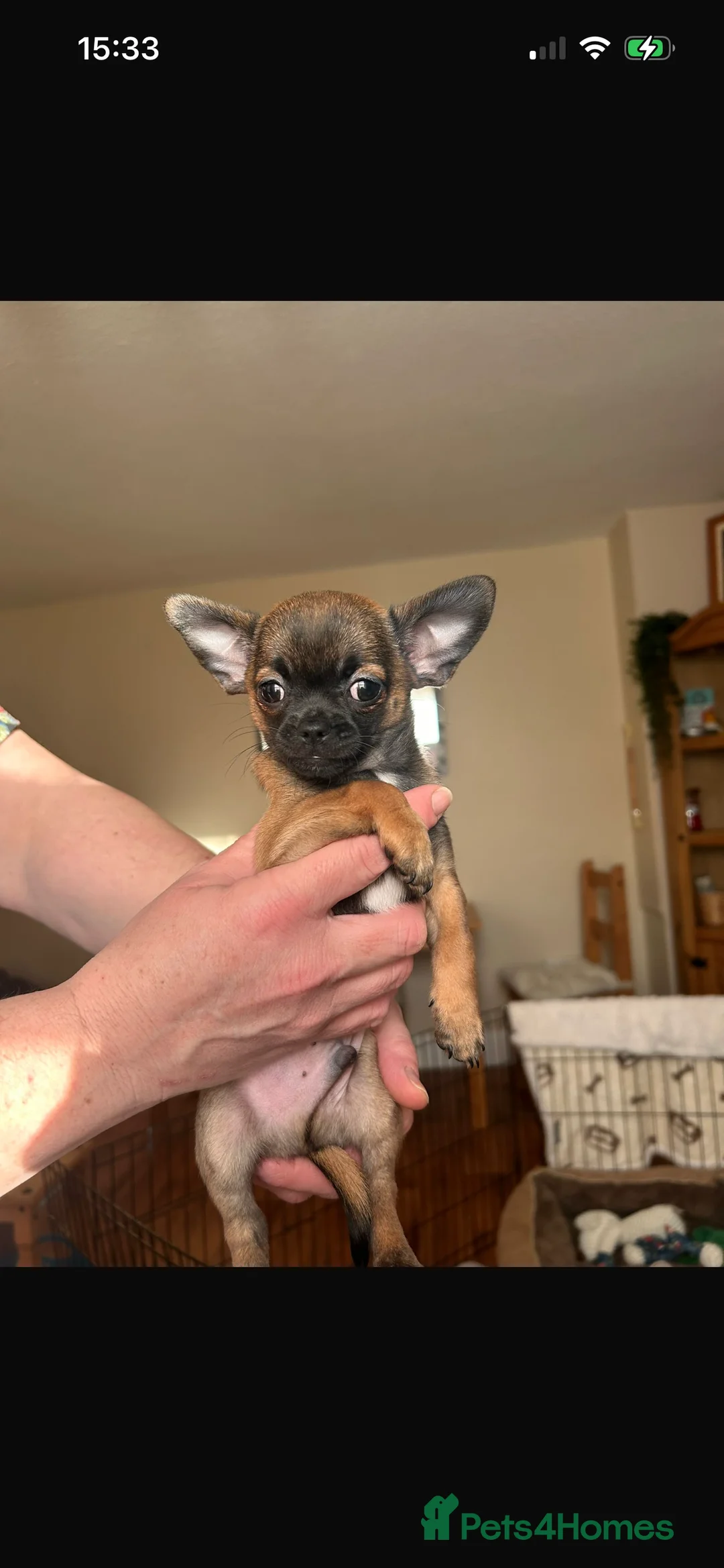 Chihuahua dogs for sale: Boy chihuahua smooth coat  - Advert 10