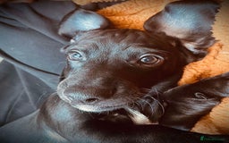 Mixed Breed dogs for sale: Docker puppy’s  - Image 11