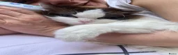 Ragdoll cats for sale: Bicolour ragdoll Bebe - Advert 4