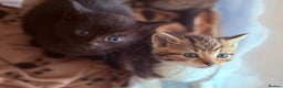 Domestic Shorthair cats for sale: Beautiful kittens - tabby and ginger mix - Advert 2