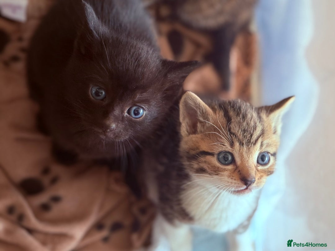 Domestic Shorthair cats for sale: Beautiful kittens - tabby and ginger mix - Advert 2